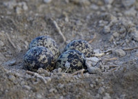 Spur-winged Lapwing