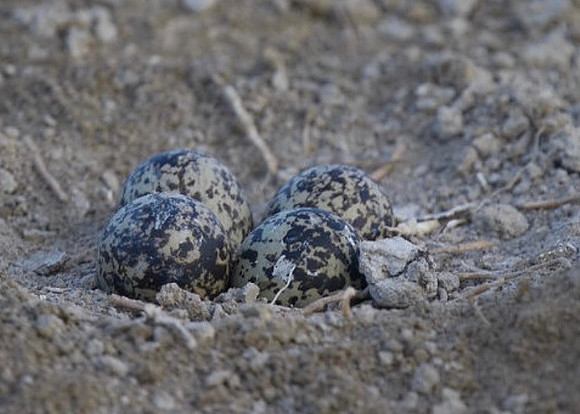 Spur-winged Plover, Larnaca, April 2014.