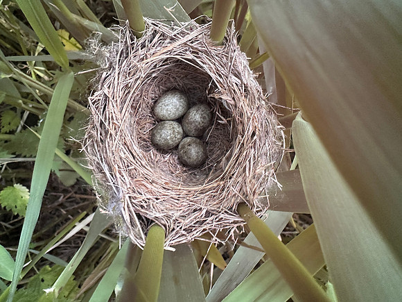 Reed Warbler, Rockhampton, May 2026