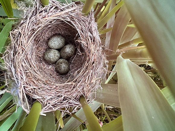 Reed Warbler, Rockhampton, May 2026