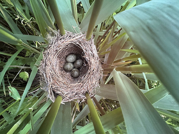 Reed Warbler, Rockhampton, May 2026