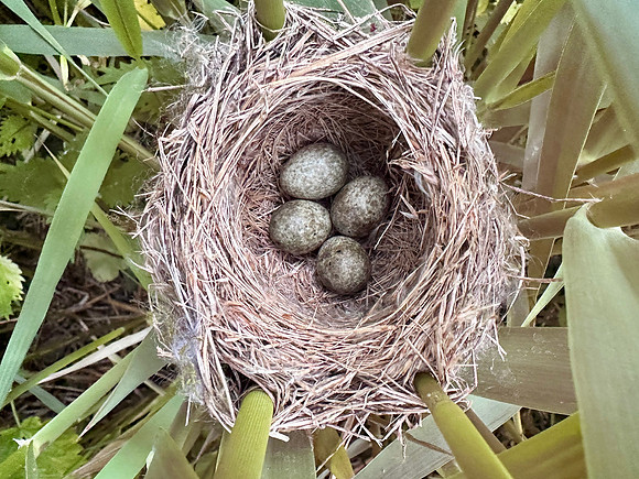 Reed Warbler, Rockhampton, May 2026