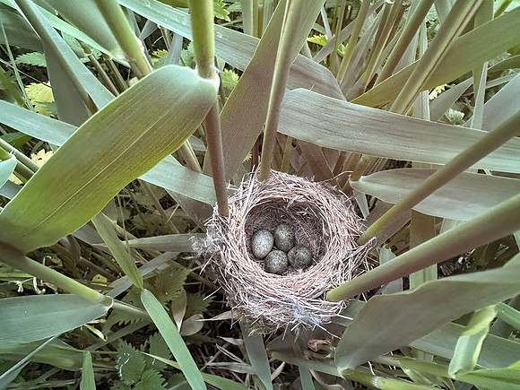 Reed Warbler, Rockhampton, May 2026