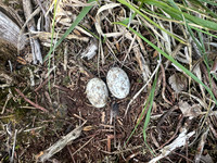 Nightjar, Gloucestershire, June 2026
