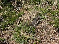 Nightjar, Gloucestershire, June 2026