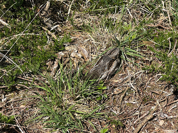 Nightjar, Gloucestershire, June 2026