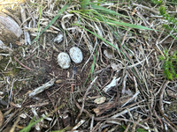Nightjar, Gloucestershire, June 2026