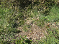 Nightjar, Gloucestershire, June 2026