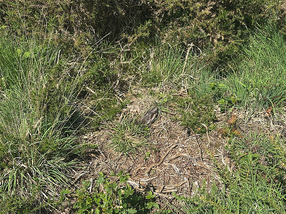 Nightjar, Gloucestershire, June 2026
