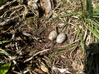 Nightjar, Gloucestershire, June 2026
