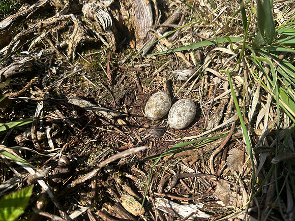 Nightjar, Gloucestershire, June 2026