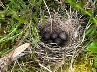 Tree Pipit