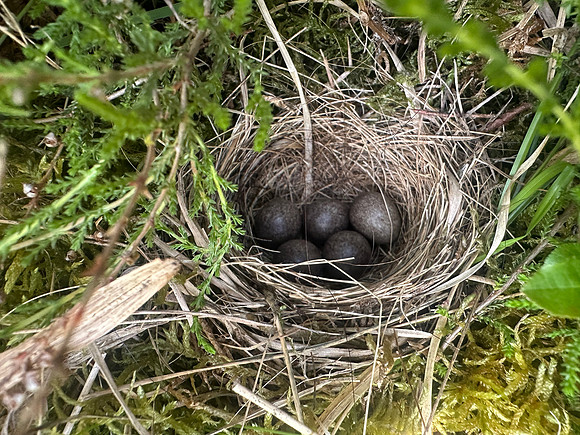 Tree Pipit, Gloucestershire, May 2026