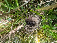 Tree Pipit, Gloucestershire, May 2026