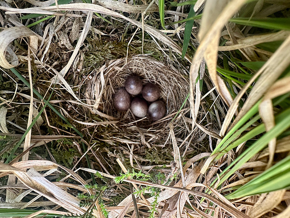 Tree Pipit, Gloucestershire, May 2026