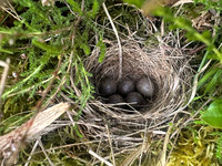 Tree Pipit, Gloucestershire, May 2026