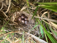 Tree Pipit, Gloucestershire, May 2026