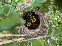 Sedge Warbler chicks, Oldbury, May 2026