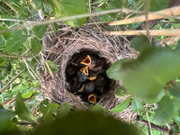 Sedge Warbler chicks, Oldbury, May 2026