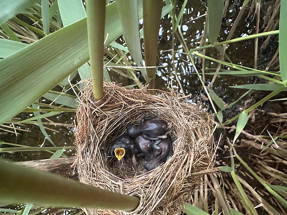 Reed Warbler chicks, Rockhampton, May 2026