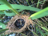 Reed Warbler chicks, Rockhampton, May 2026