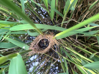 Reed Warbler chicks, Rockhampton, May 2026