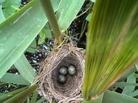 Reed Warbler, Rockhampton, May 2026