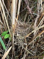 Sedge Warbler, Oldbury, May 2026