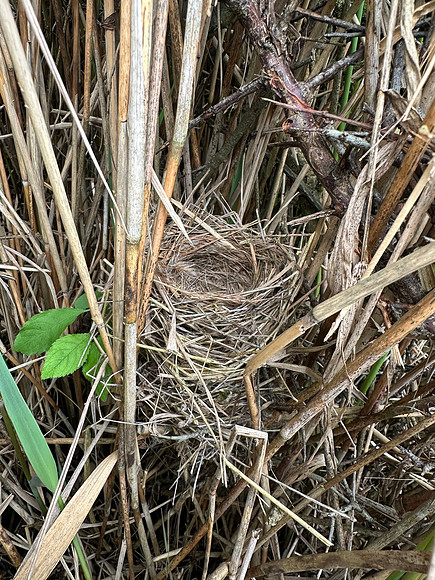 Sedge Warbler, Oldbury, May 2026
