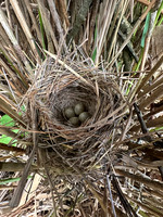 Sedge Warbler, Oldbury, May 2026