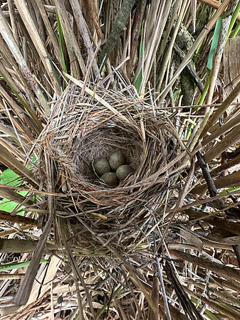 Sedge Warbler, Oldbury, May 2026