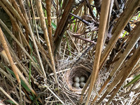 Sedge Warbler, Oldbury, May 2026