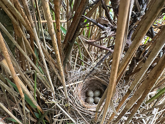 Sedge Warbler, Oldbury, May 2026