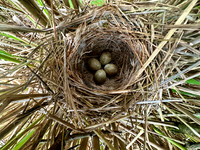 Sedge Warbler, Oldbury, May 2026