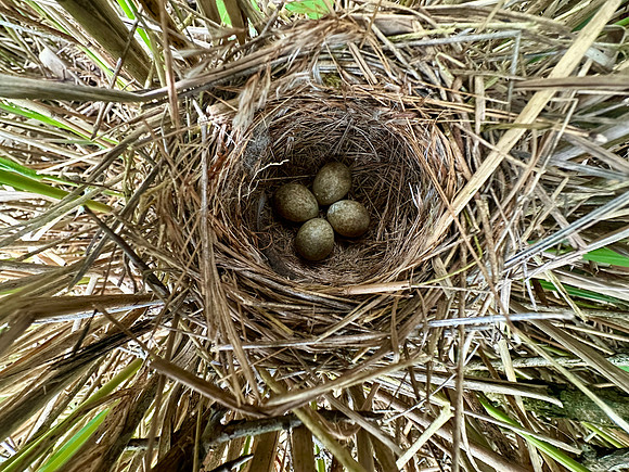 Sedge Warbler, Oldbury, May 2026