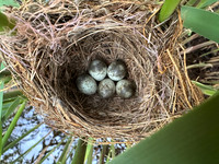 Reed Warbler, Rockhampton, May 2026