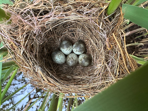 Reed Warbler, Rockhampton, May 2026