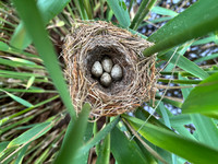 Reed Warbler, Rockhampton, May 2026