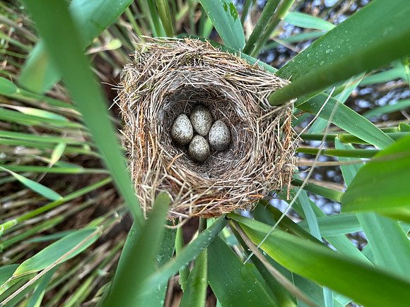 Reed Warbler, Rockhampton, May 2026
