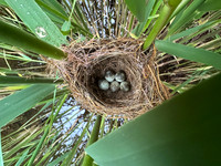 Reed Warbler, Rockhampton, May 2026