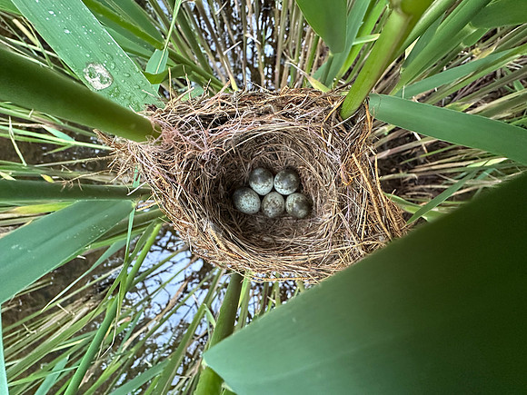 Reed Warbler, Rockhampton, May 2026