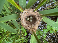 Reed Warbler, Rockhampton, May 2026