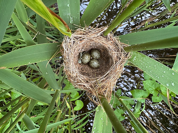 Reed Warbler, Rockhampton, May 2026