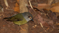 Pale-yellow Robin, Cairns 2013