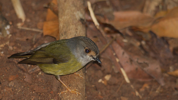 Pale-yellow Robin, Cairns 2013