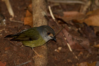 Pale-yellow Robin, Cairns 2013