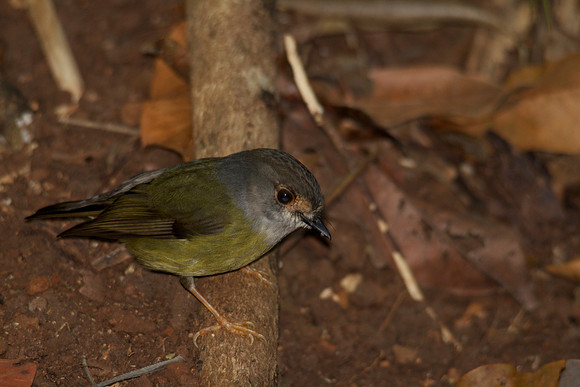 Pale-yellow Robin, Cairns 2013