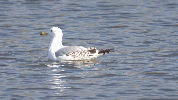 Yellow-legged Gull, Chew Valley Lake 2014