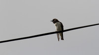 White-fronted Wood Swallow, Cairns, November 2013
