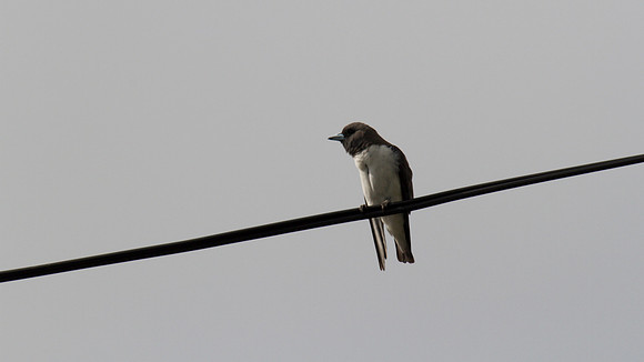 White-fronted Wood Swallow, Cairns, November 2013